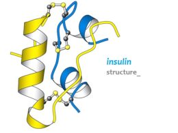 insulin structure