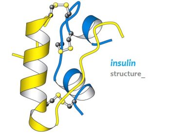 insulin structure