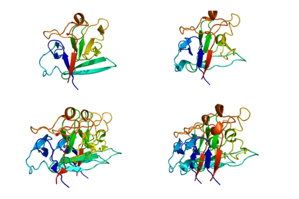 Protein FGF1