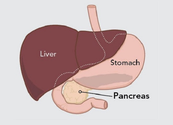 Pancreas close up-600