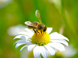 Μέλισσα: Είδος προς εξαφάνιση