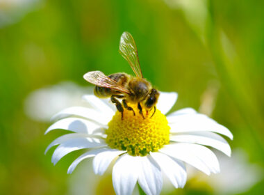 Μέλισσα: Είδος προς εξαφάνιση