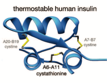 thermostable insulin