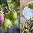 9 εξαιρετικά οφέλη από το τσάι με Φύλλα Συκιάς