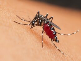 Ιός του Δυτικού Νείλου: Πώς να προστατευτείτε από τα κουνούπια