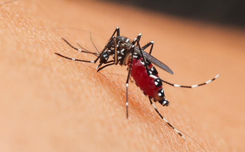 Ιός του Δυτικού Νείλου: Πώς να προστατευτείτε από τα κουνούπια