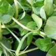 Νεροκάρδαμο: Το superfood σύμμαχος του Διαβήτη (και της χοληστερίνης)